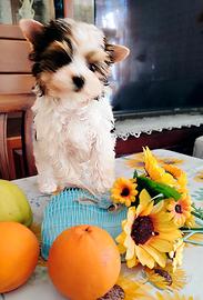 Biewer terrier fammina 3 mes