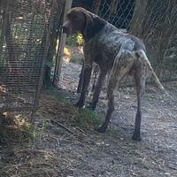 Bracco pointer