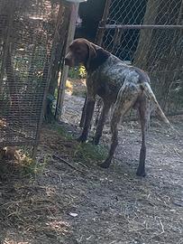 Bracco pointer