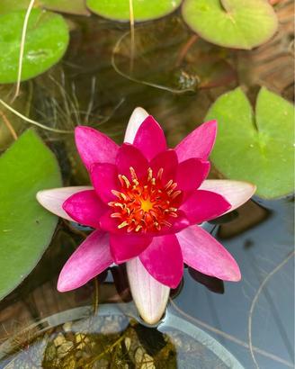 Ninfea Pygmea Rubra - Pianta per laghetto e minipo