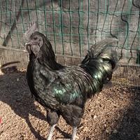 Coppia polli Ayam Cemani o Ayam Kedu