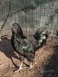 Coppia polli Ayam Cemani o Ayam Kedu