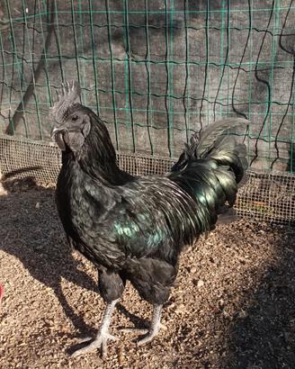 Coppia polli Ayam Cemani o Ayam Kedu