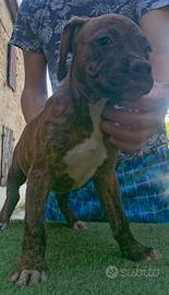 Pitbull