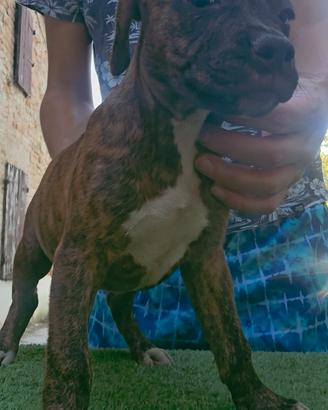 Pitbull