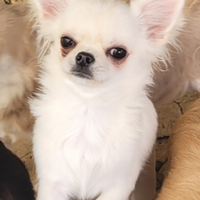 Cucciolo chihuahua con pedigree