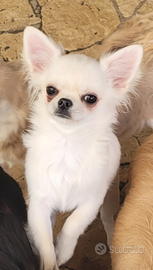 Cucciolo chihuahua con pedigree