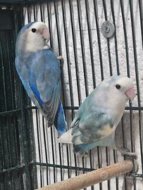 Coppia di inseparabili