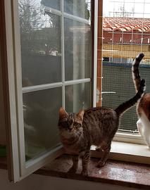 Flaminia gattina 9 mesi