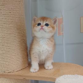 SCOTTISH STRAIGHT cuccioli con Pedigree