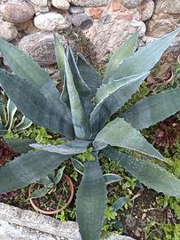 agave verdi 