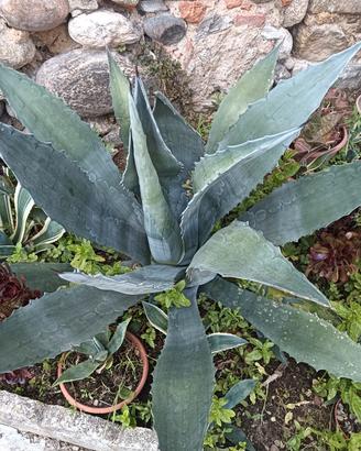 agave verdi 