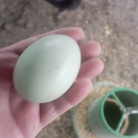 Ho anche Padovana camoscio