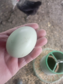 Ho anche Padovana camoscio