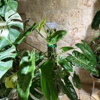 Philoden Paraiso Verde