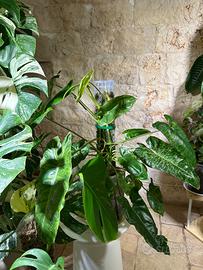 Philoden Paraiso Verde