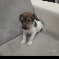 Jack russell nano a zampa corta maschio