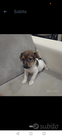 Jack russell nano a zampa corta maschio