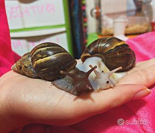 Achatina Fulica White Jade - Lumaca Gigante Albina