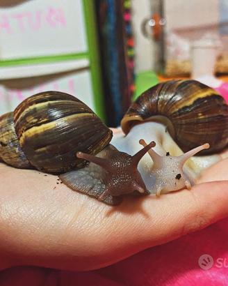 Achatina Fulica White Jade - Lumaca Gigante Albina