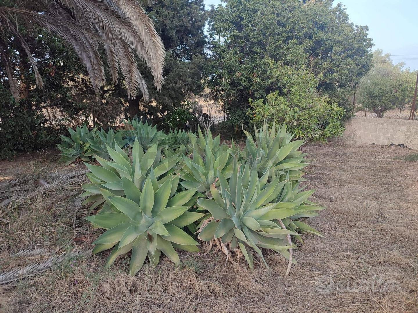 Casa – Scicli, Ragusa - Vista 4