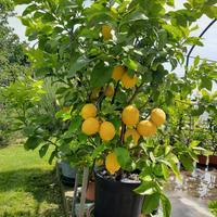 pianta di limoni