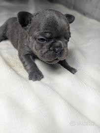 Bulldog francese cuccioli