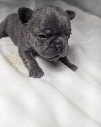 Bulldog francese cuccioli