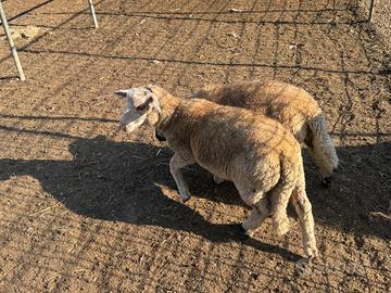 Agnelli incrocio suffolk e francesi