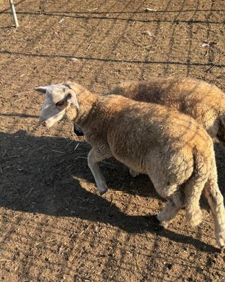 Agnelli incrocio suffolk e francesi