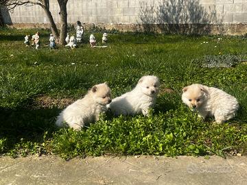 Cuccioli Spitz