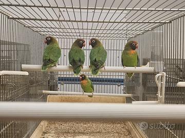 Inseparabili nigrigenis