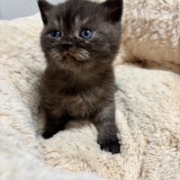 British shorthair