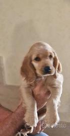 Cucciolo cocker