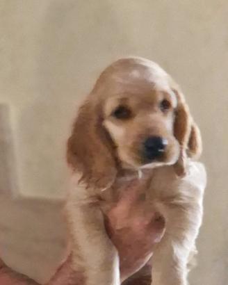Cucciolo cocker