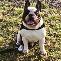 Bulldog francese per MONTA