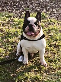 Bulldog francese per MONTA