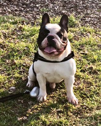 Bulldog francese per MONTA