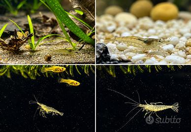 Gamberetti acquario o laghetto