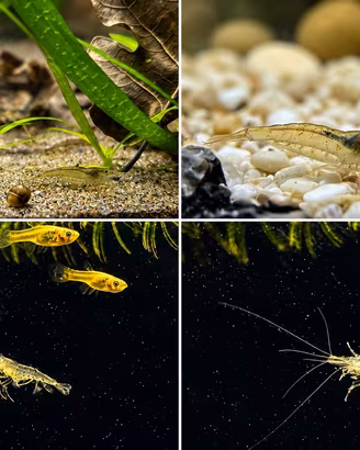 Gamberetti acquario o laghetto