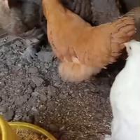 Galline ornamentali