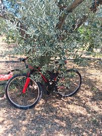 mountain bike 29