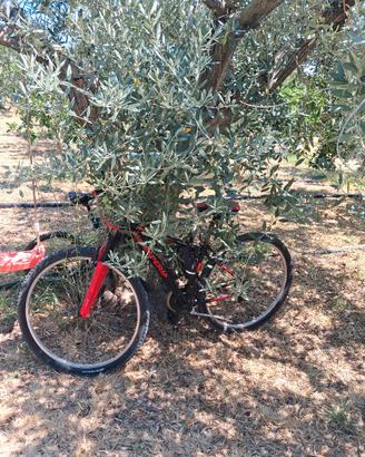 mountain bike 29