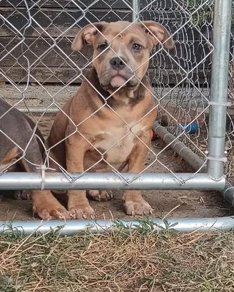 American bully