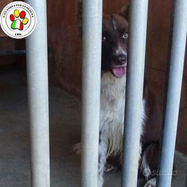 DOBBY cucciolone dagli occhi chiari