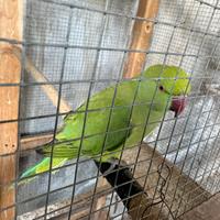 Parrocchietto dal collare ancestrale portatore blu