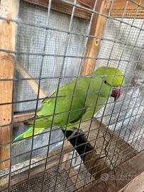 Parrocchietto dal collare ancestrale portatore blu