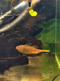 Coppia ancistrus Gold riproduttiva di 2anni