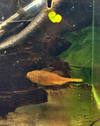 Coppia ancistrus Gold riproduttiva di 2anni
