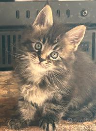 Maine Coon